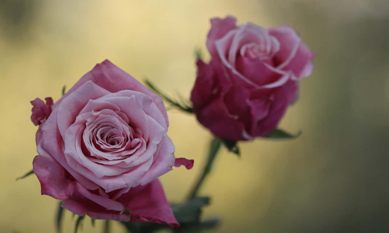 Focused On A 1280x768 Rose Wallpaper