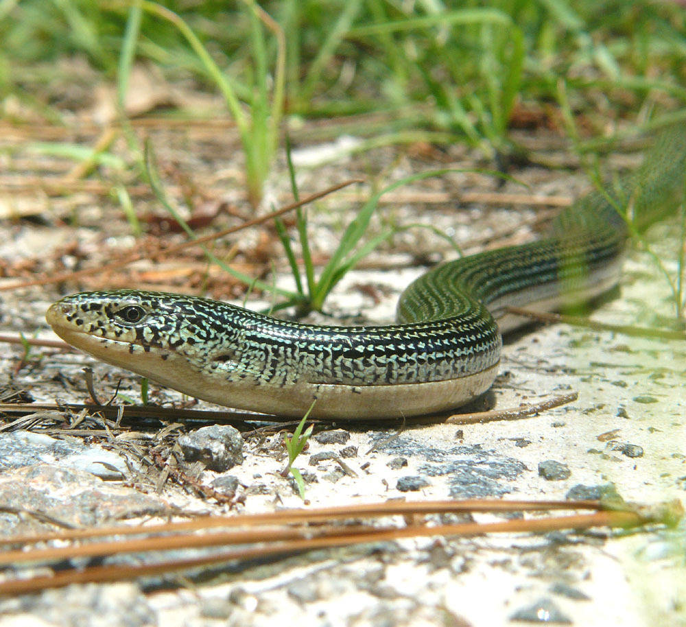 Focused Shot Of Eastern Glass Lizard Wallpaper