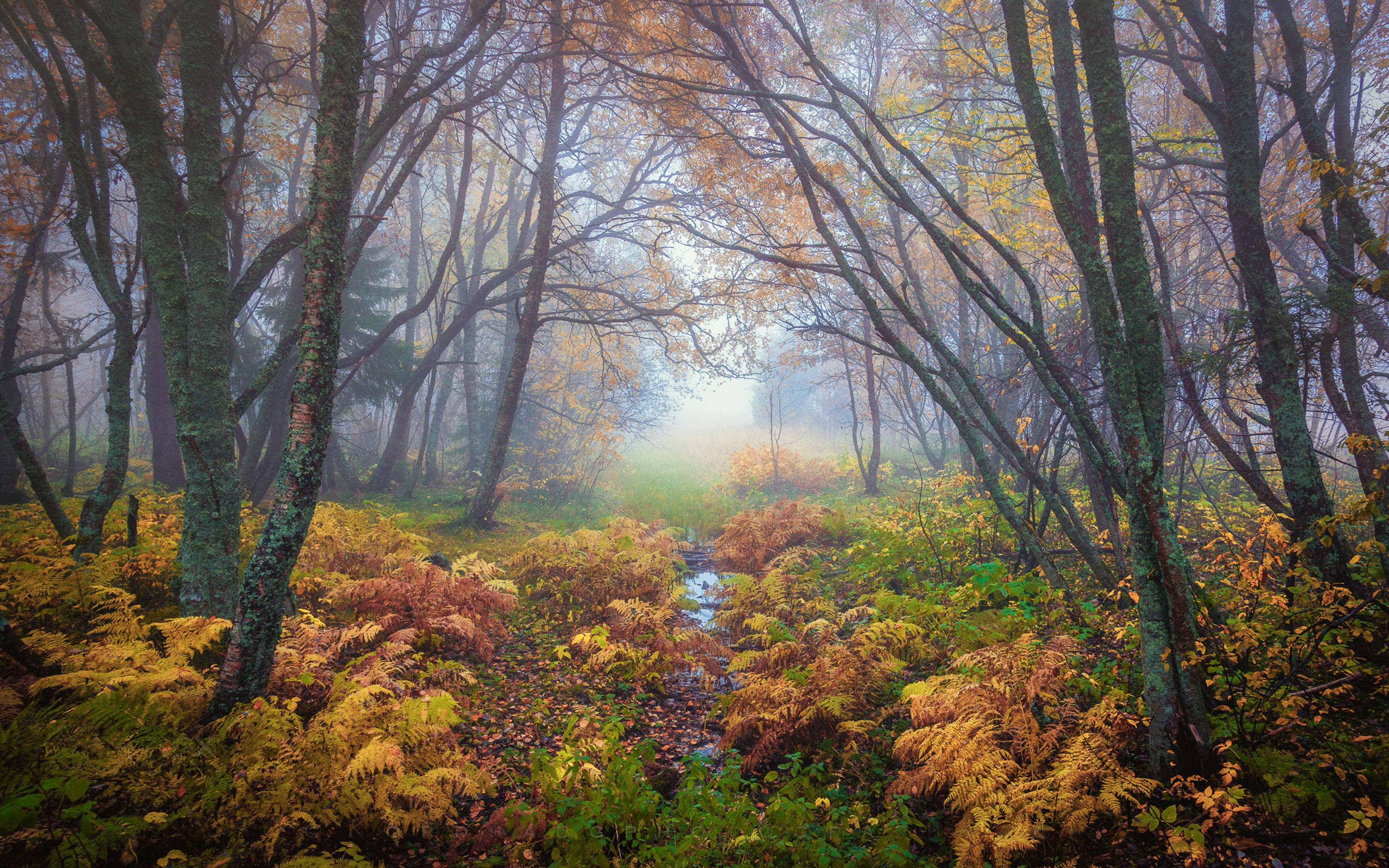 Foggy Forest Professional Desktop Wallpaper