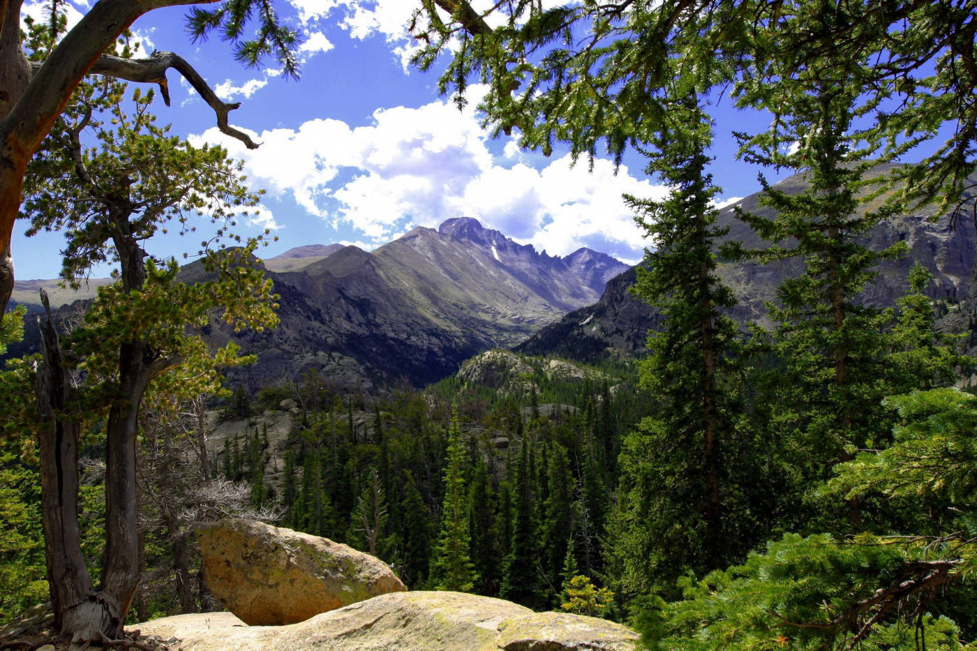 Forest Below The Rocky Mountain Wallpaper