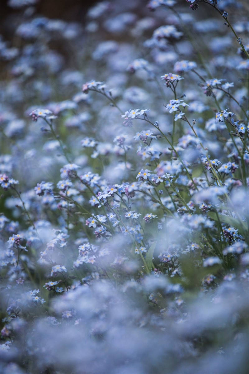 Forget Me Not Flower Aesthetic Wallpaper