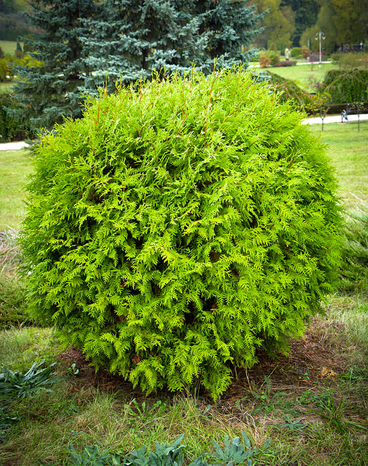 Free Growing Arborvitae Bush In The Yard Wallpaper