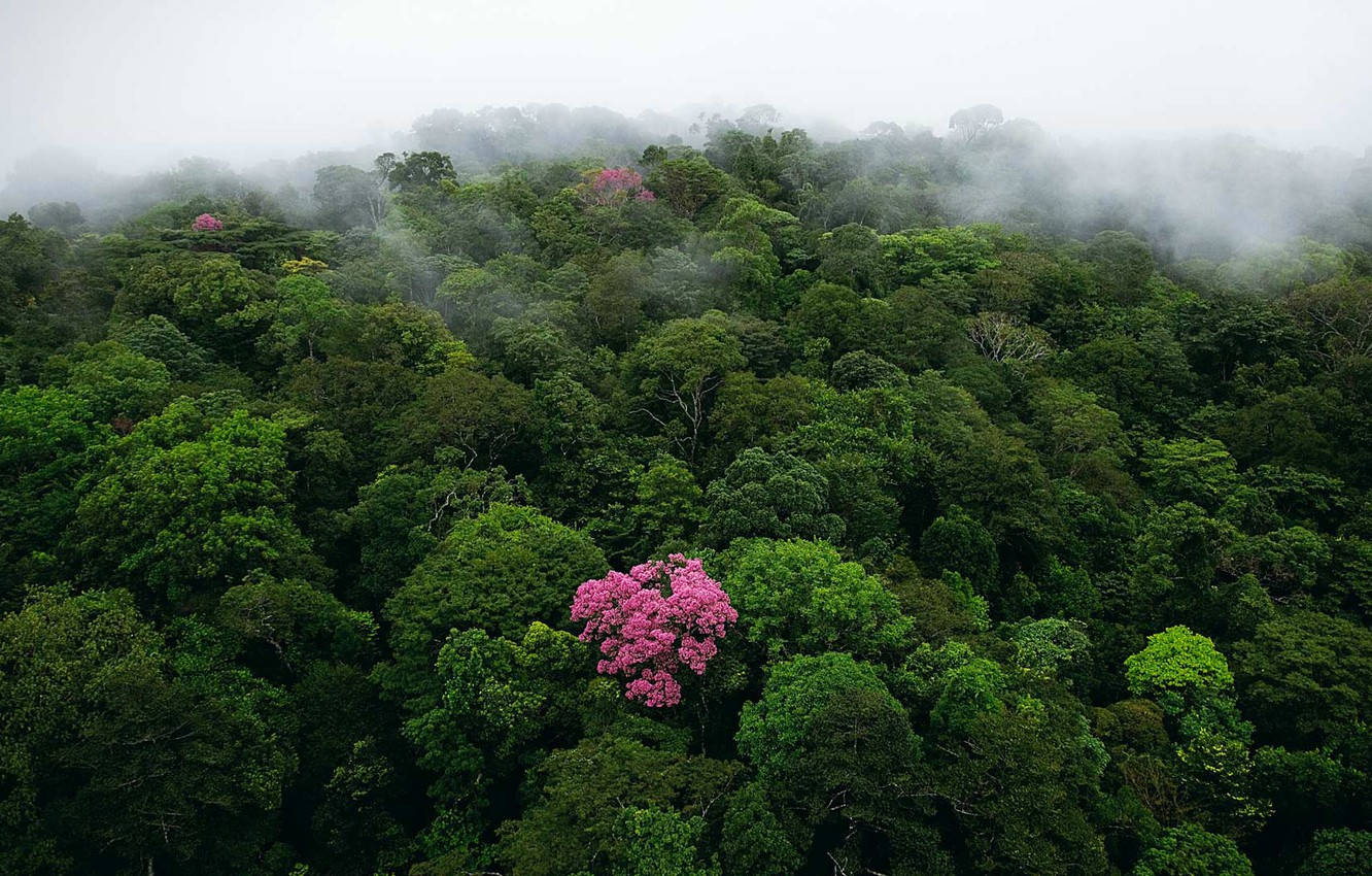 French Guiana Pink Flowers Wallpaper