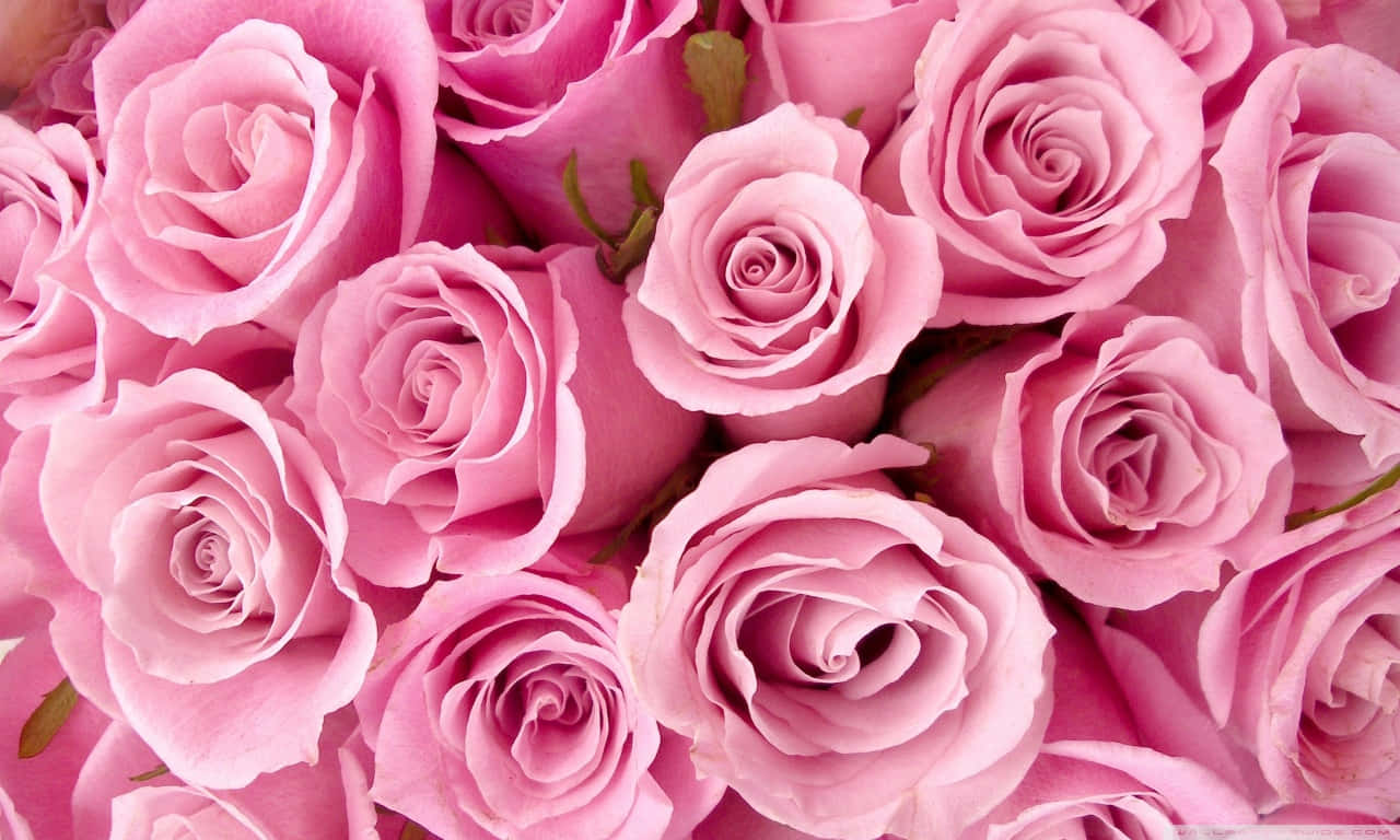 Fresh 1280x768 Rose Bouquet Wallpaper