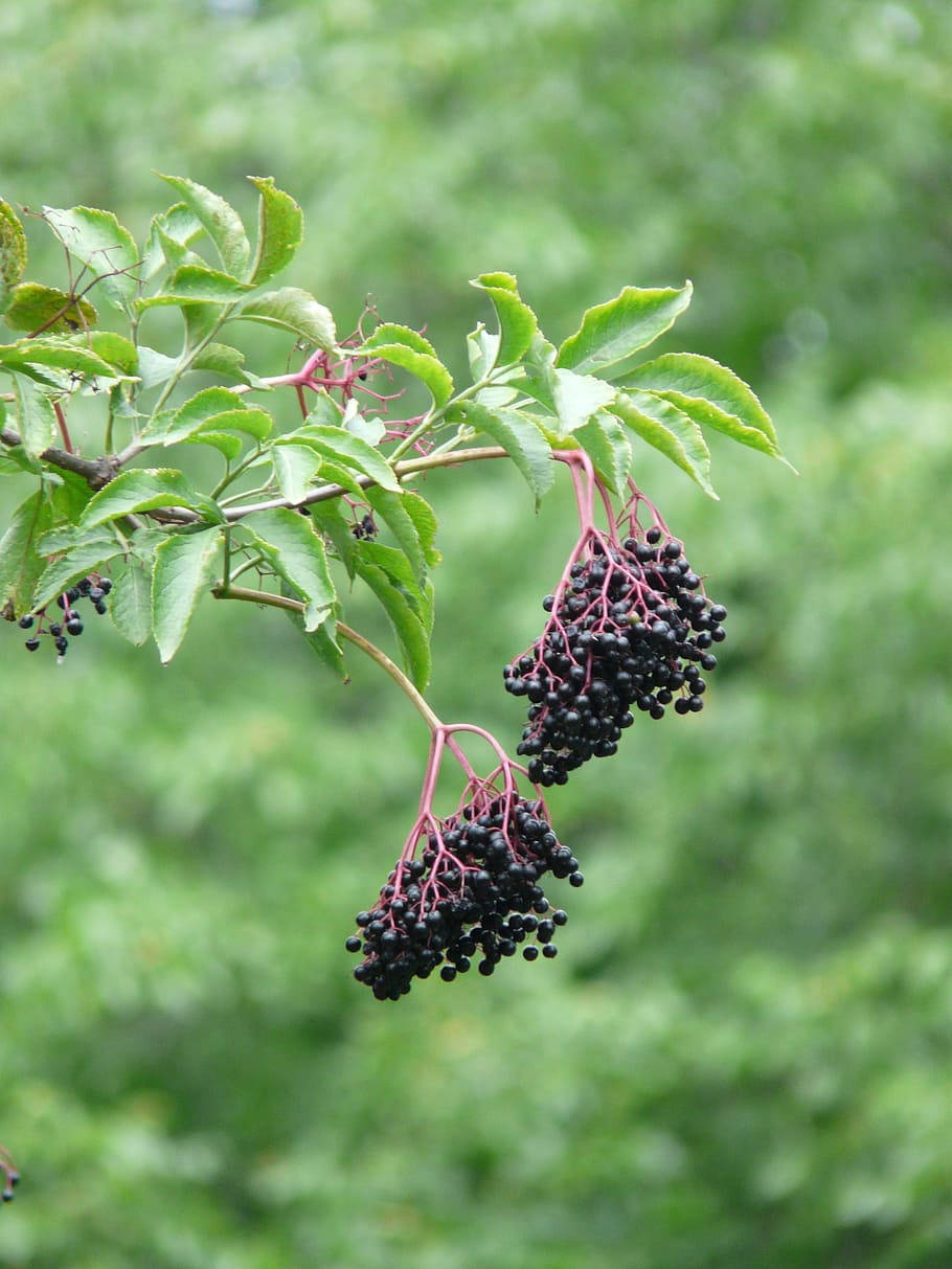 Fresh And Ripe Elderberries Hanging In Nature Wallpaper