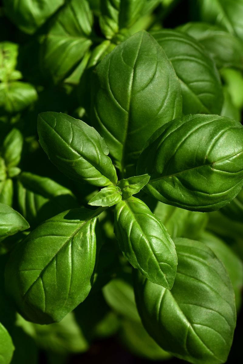 Fresh Basil Herbs Close Up Wallpaper