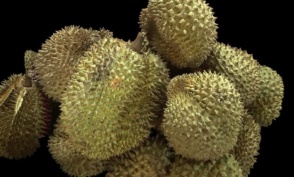 Fresh Durian Fruit Cluster.jpg Wallpaper