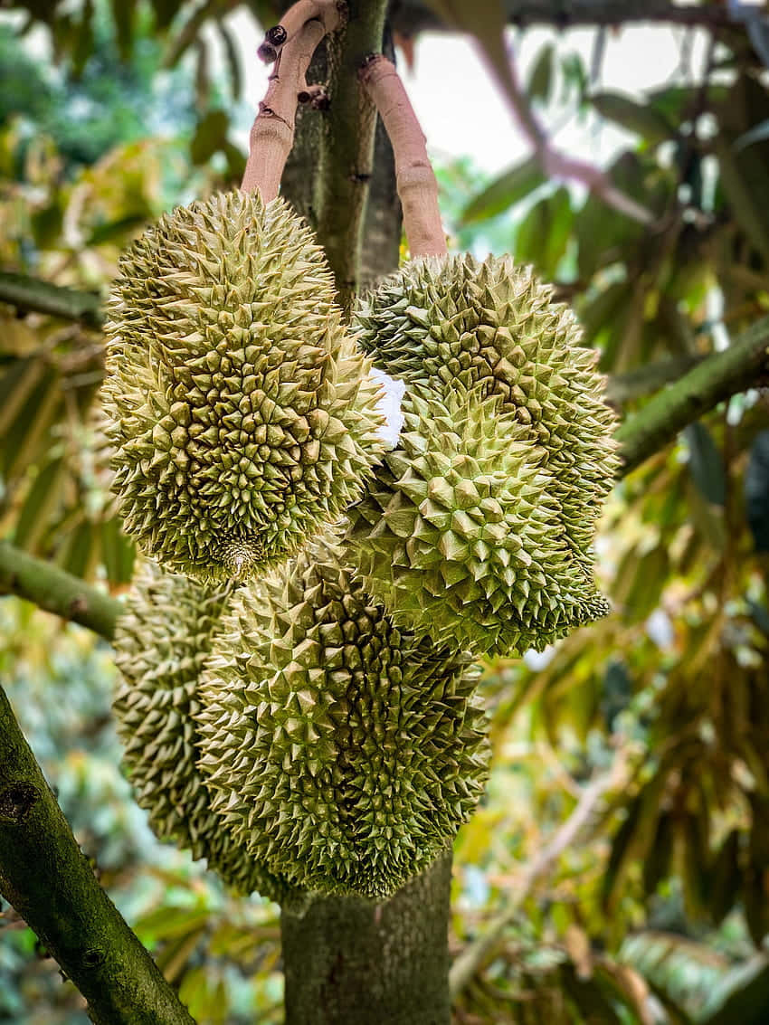 Fresh Durian Fruiton Tree.jpg Wallpaper