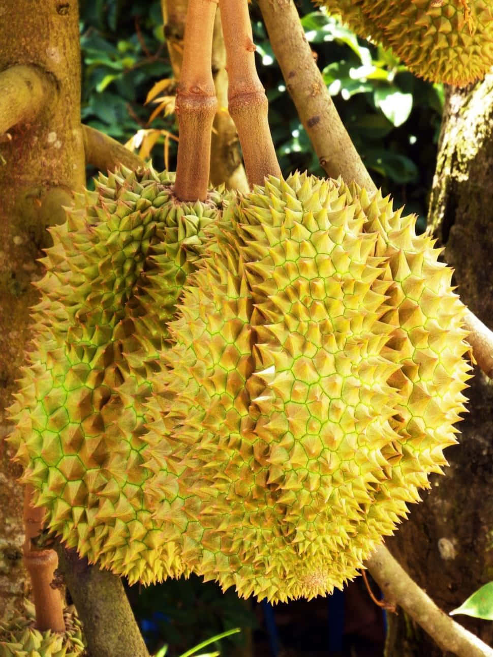 Fresh Durian Fruiton Tree.jpg Wallpaper