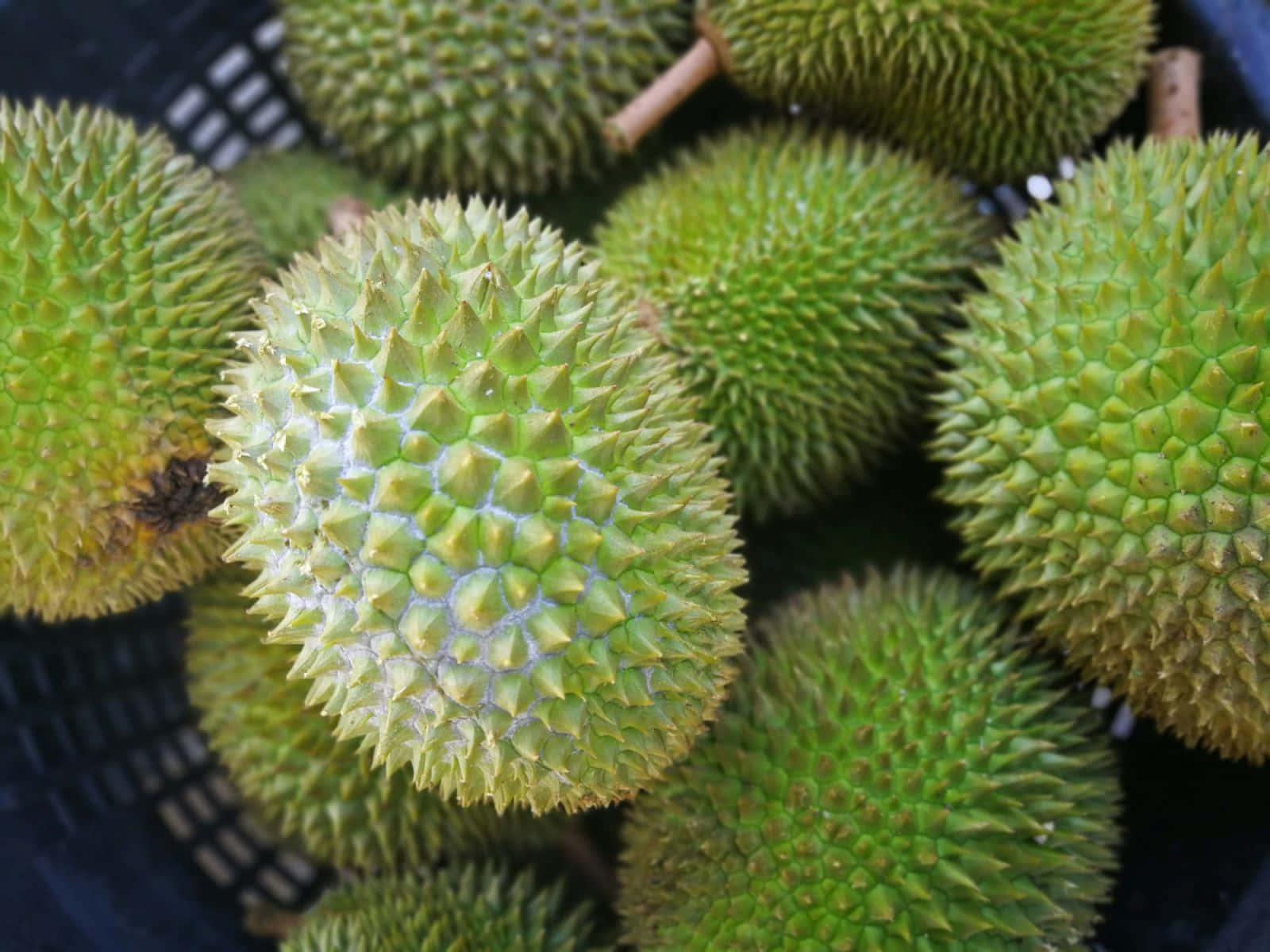 Fresh Durian Fruits Basket.jpg Wallpaper