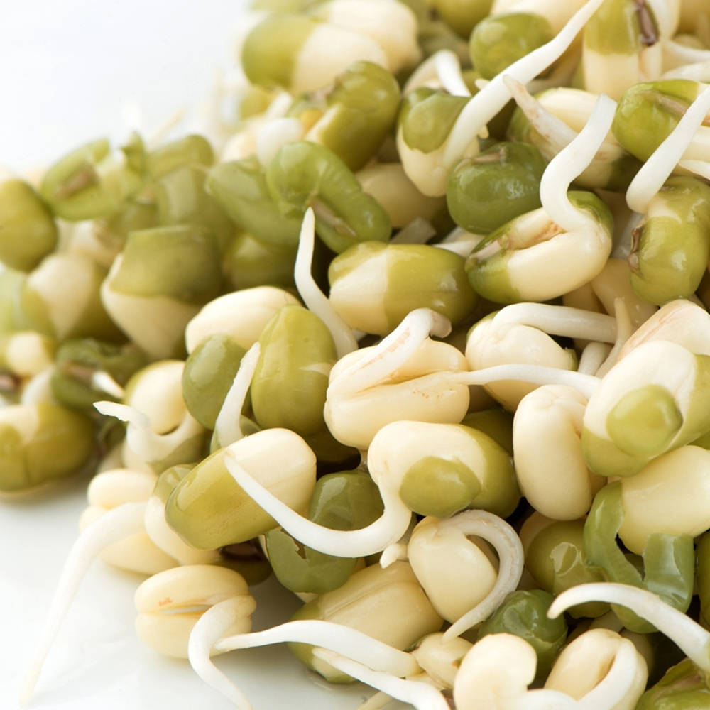 Fresh Green Mung Bean Sprouts Wallpaper