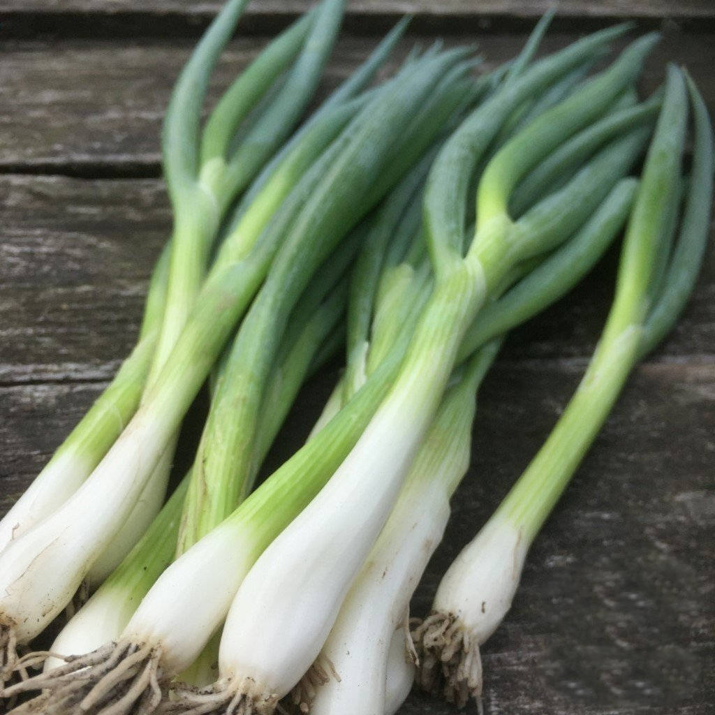 Fresh Green Spring Onion Scallions Wallpaper