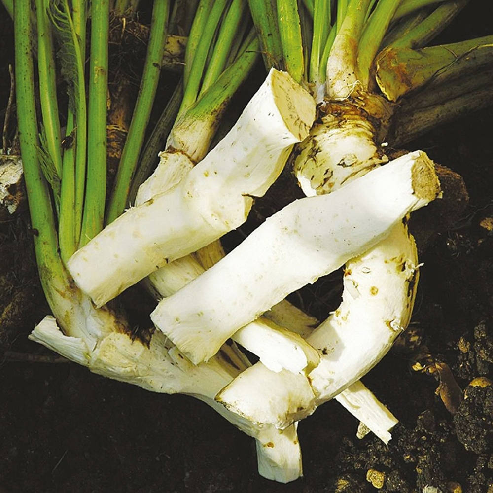 Fresh Horseradish Growing In The Garden Wallpaper