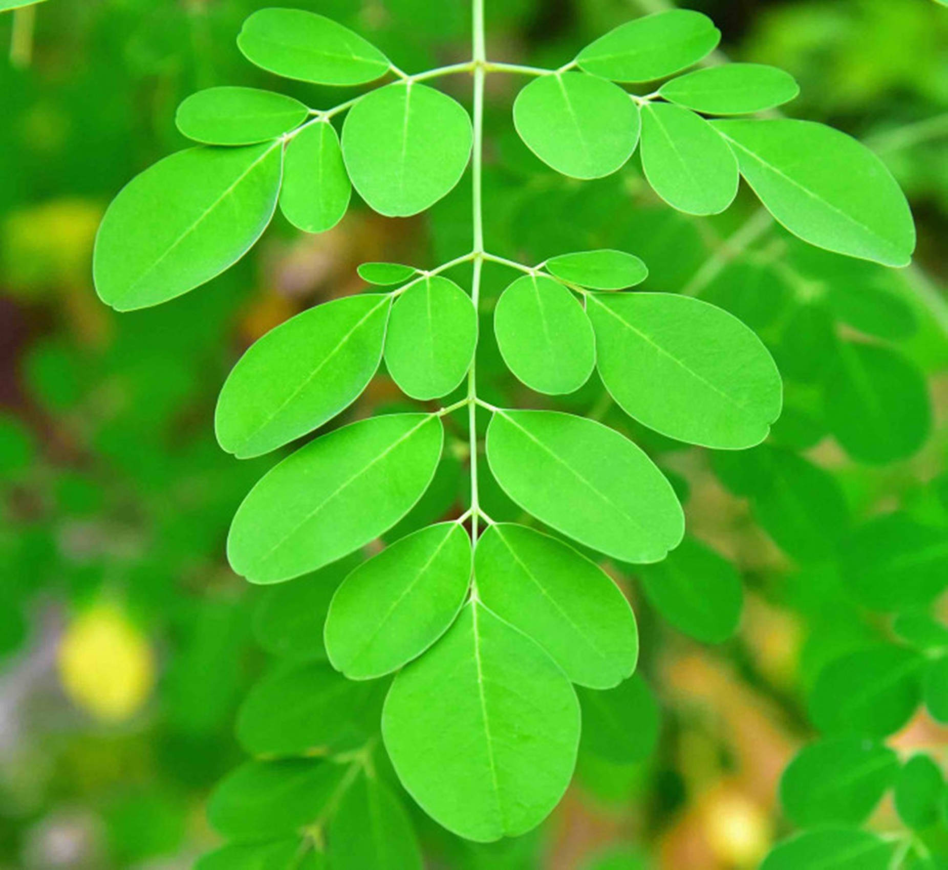 Fresh Moringa Leaves In Nature Wallpaper