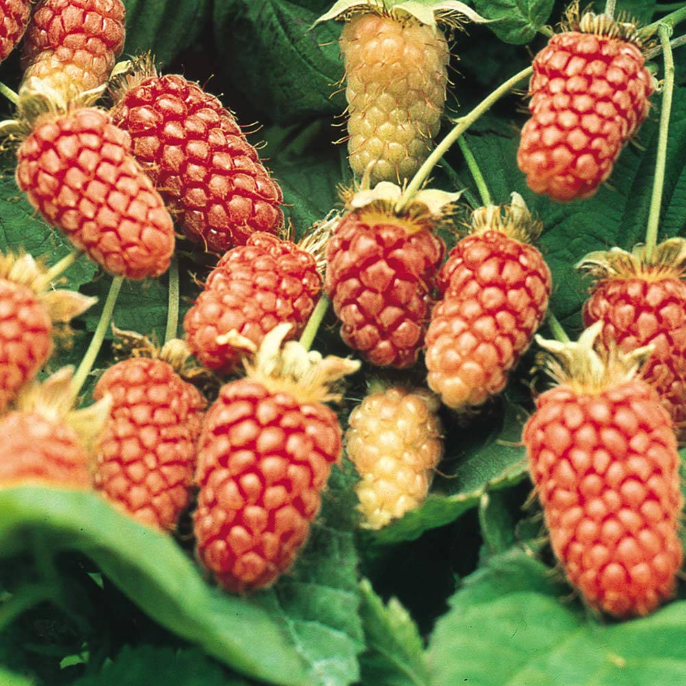 Fresh Pink Loganberries On The Vine Wallpaper