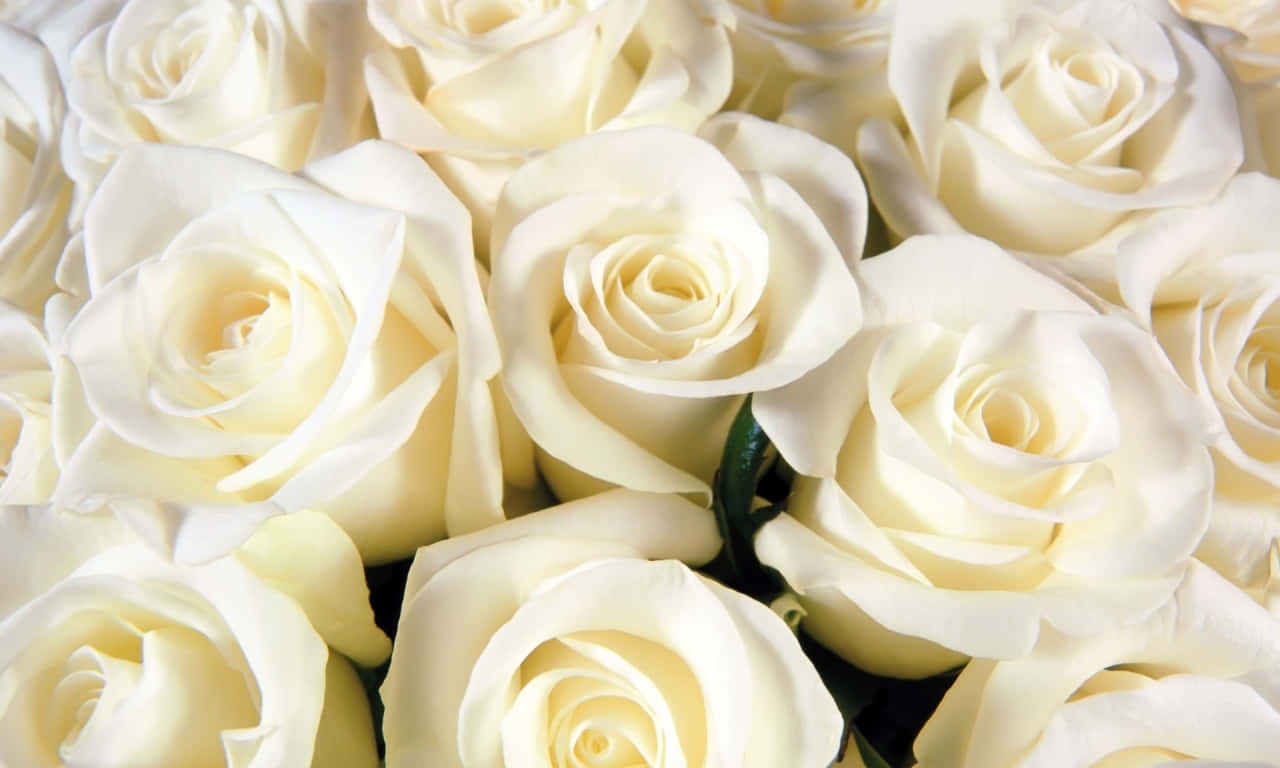 Fresh White 1280x768 Rose Wallpaper