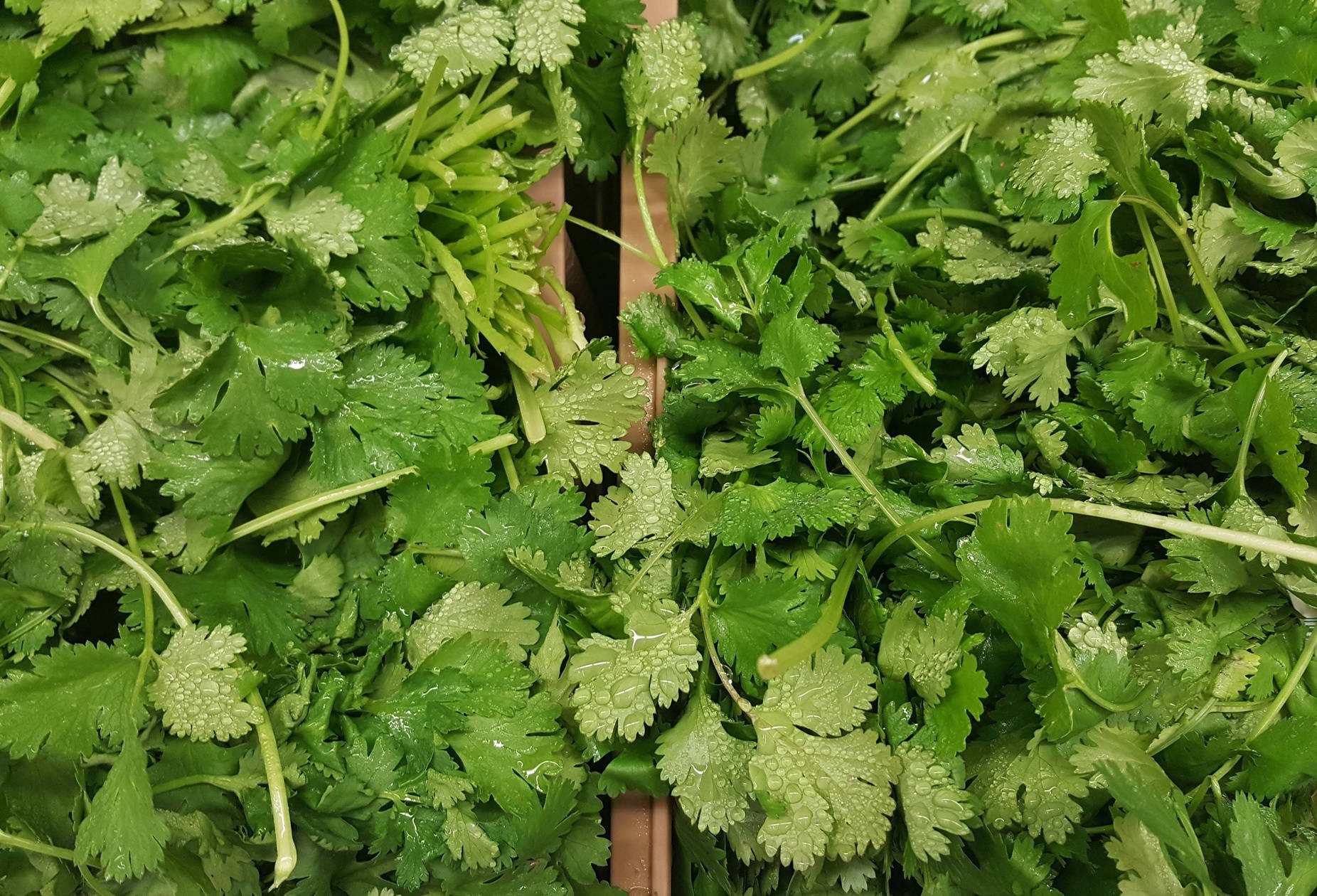 Freshly Cut Coriander Herbs In Boxes Wallpaper