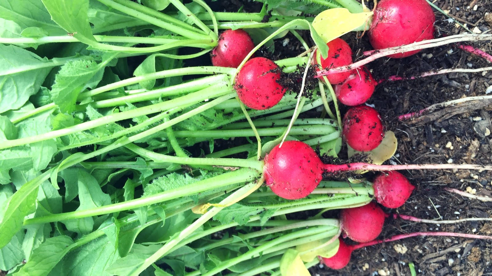 Freshly Harvested Vibrant European Red Radishes Wallpaper