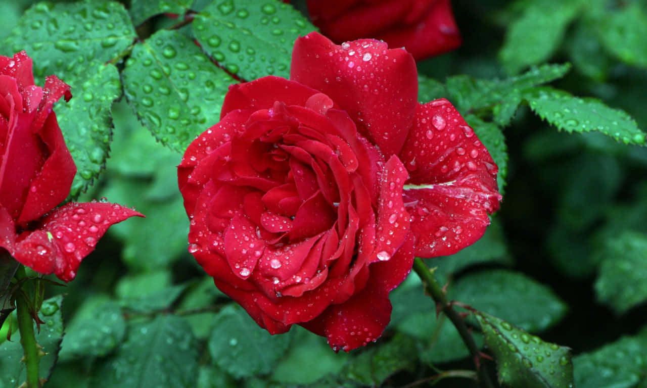 Freshly Watered 1280x768 Rose Wallpaper