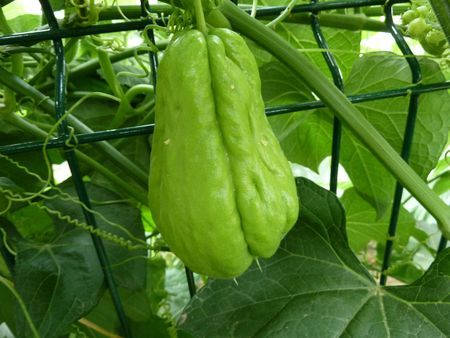 Fruit Vine Chayote Wallpaper