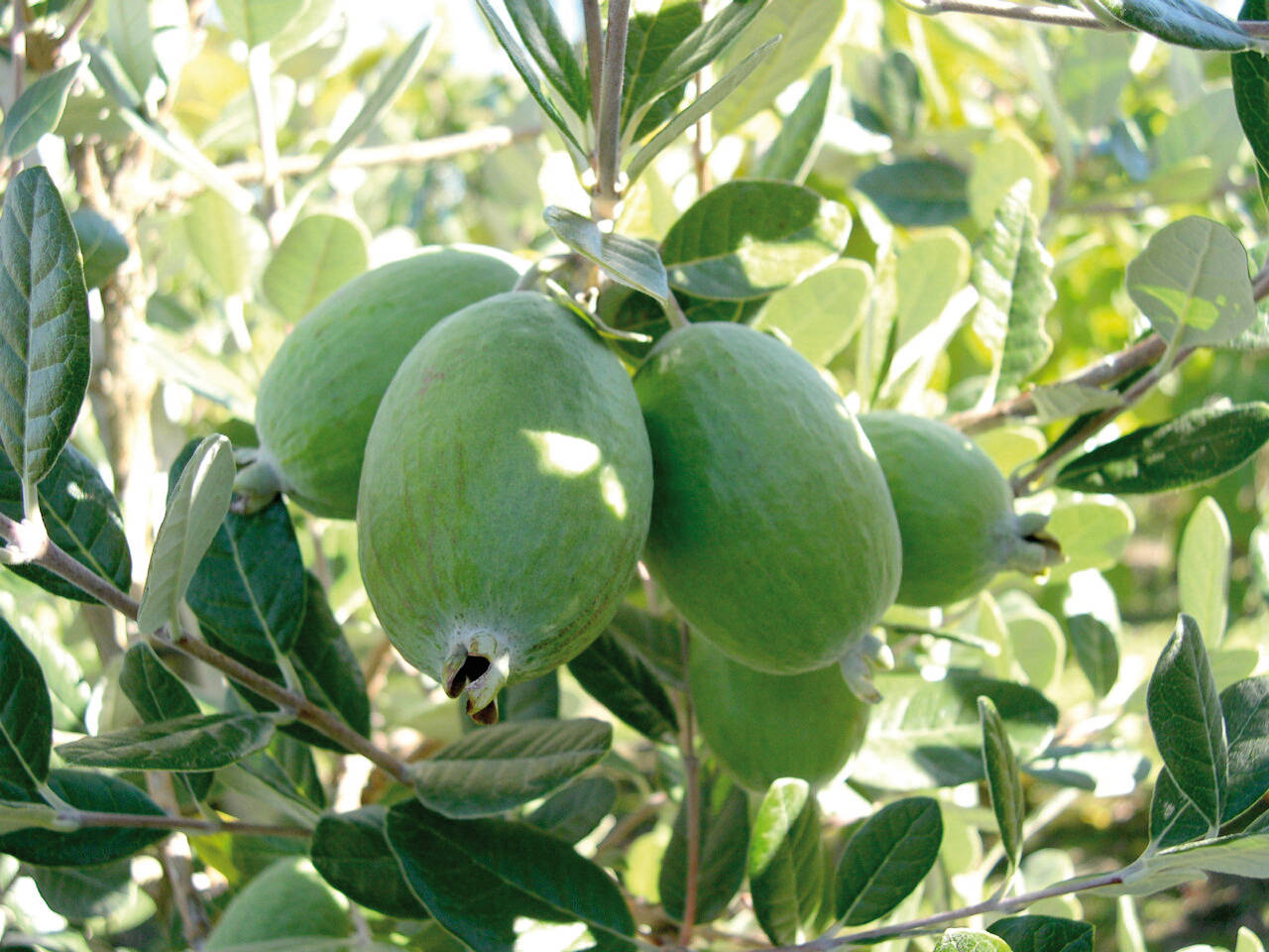 Fruitful Feijoas On A Tree Wallpaper