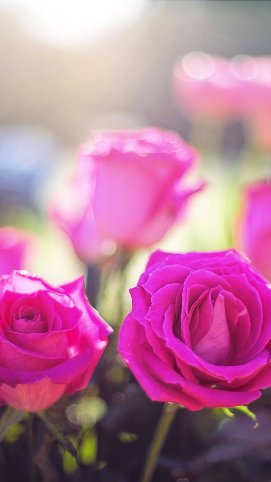 Fuchsia Pink Roses Wallpaper