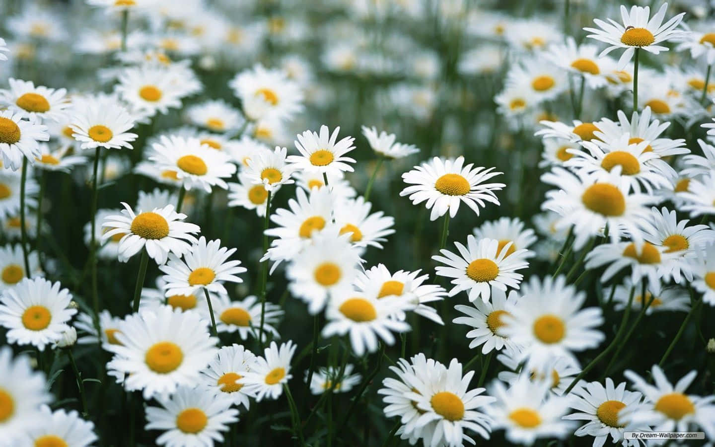 Full Bloom Daisy Aesthetic Computer Wallpaper