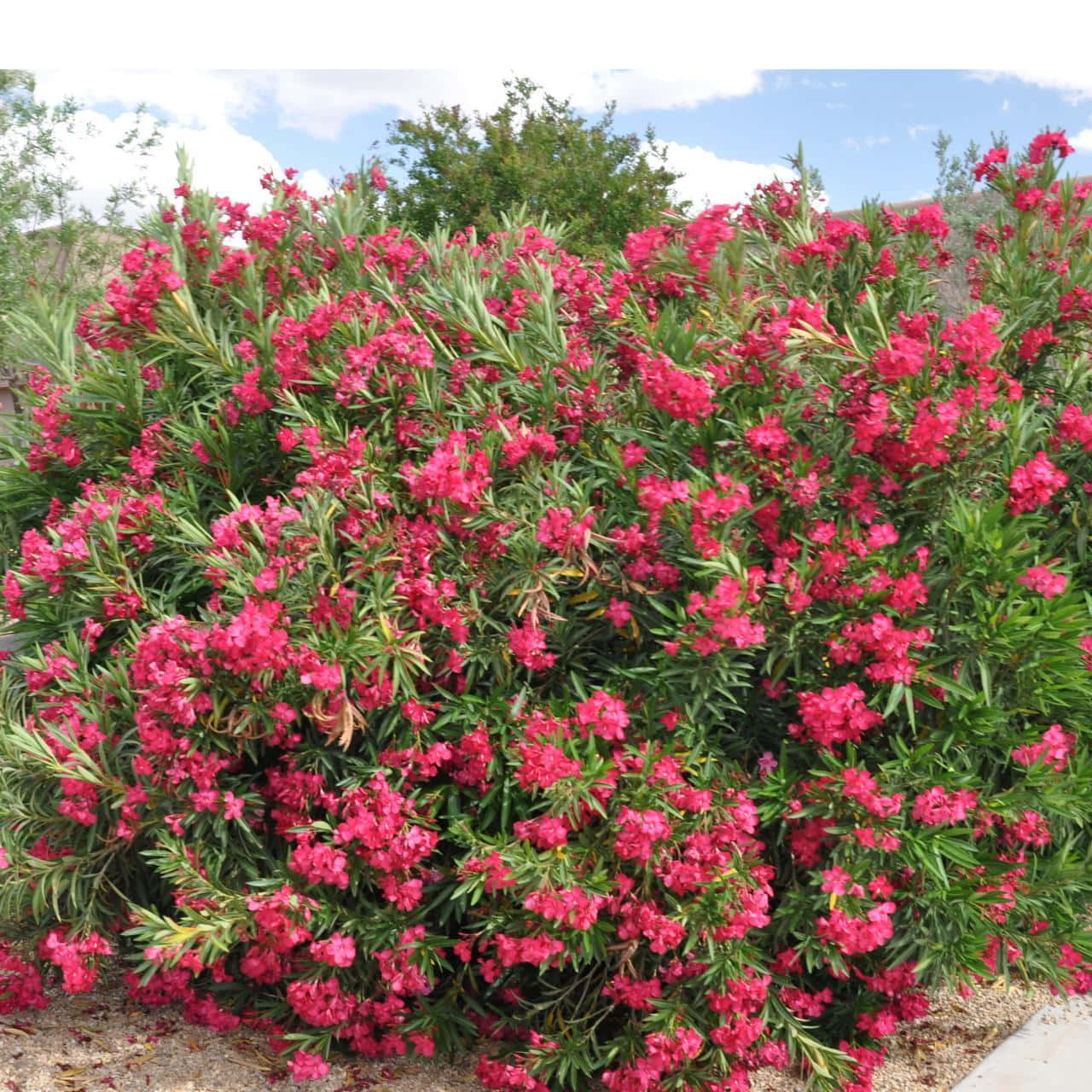 Fully Bloomed Oleander Bush Flowers Wallpaper