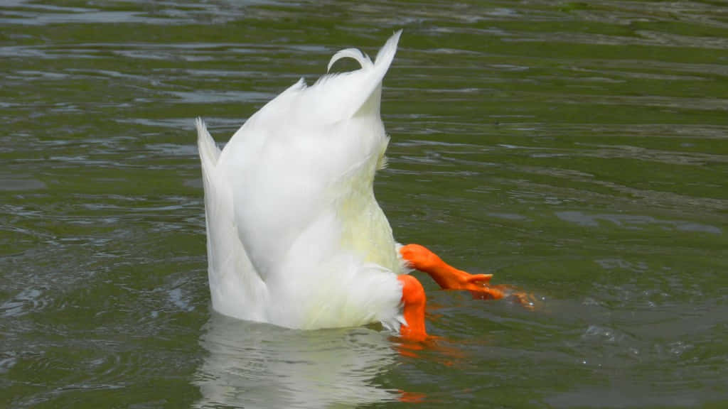 Funny Goose Head Underwater Wallpaper