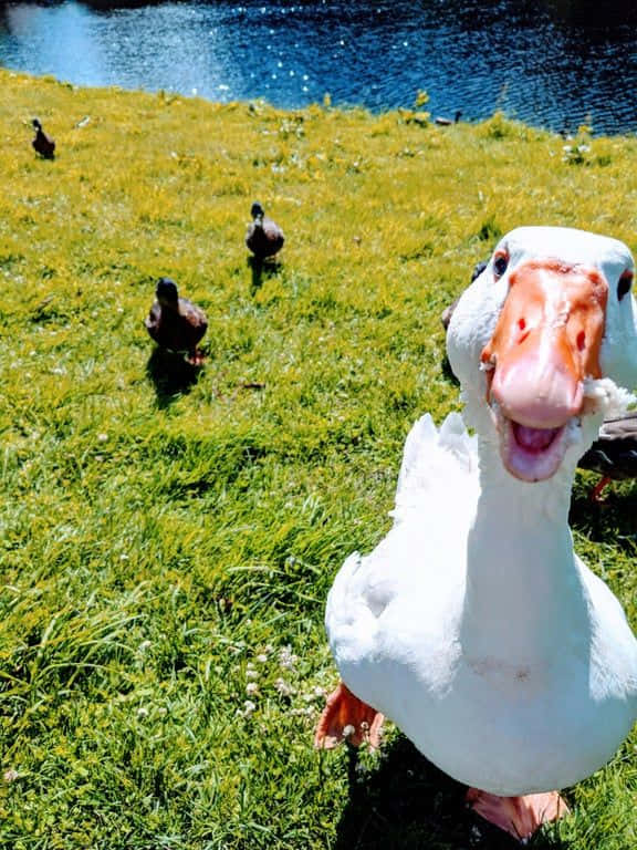 Funny Goose With Brown Ducks Wallpaper