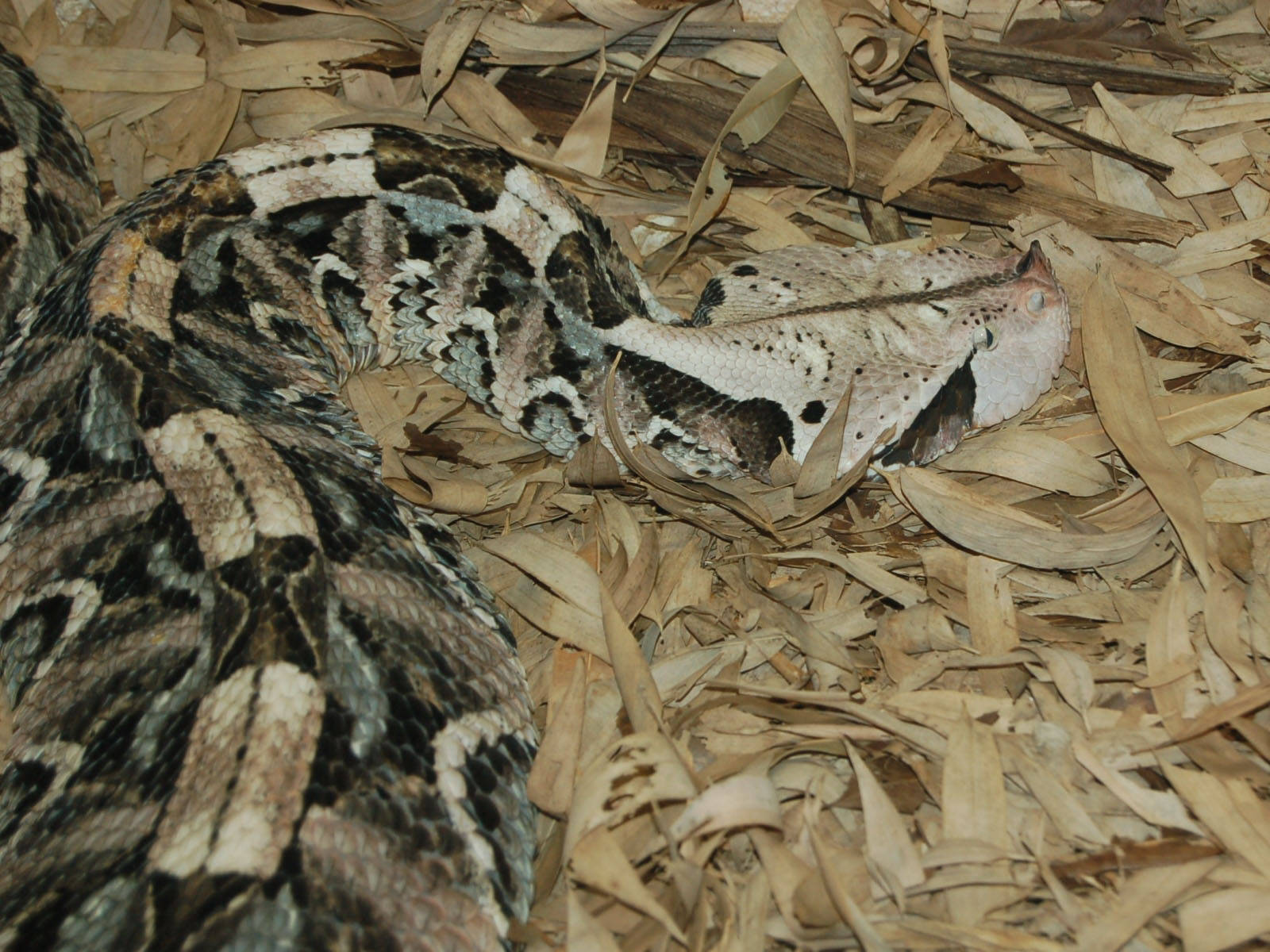 Gaboon Viper At Riverbanks Zoo And Garden Wallpaper