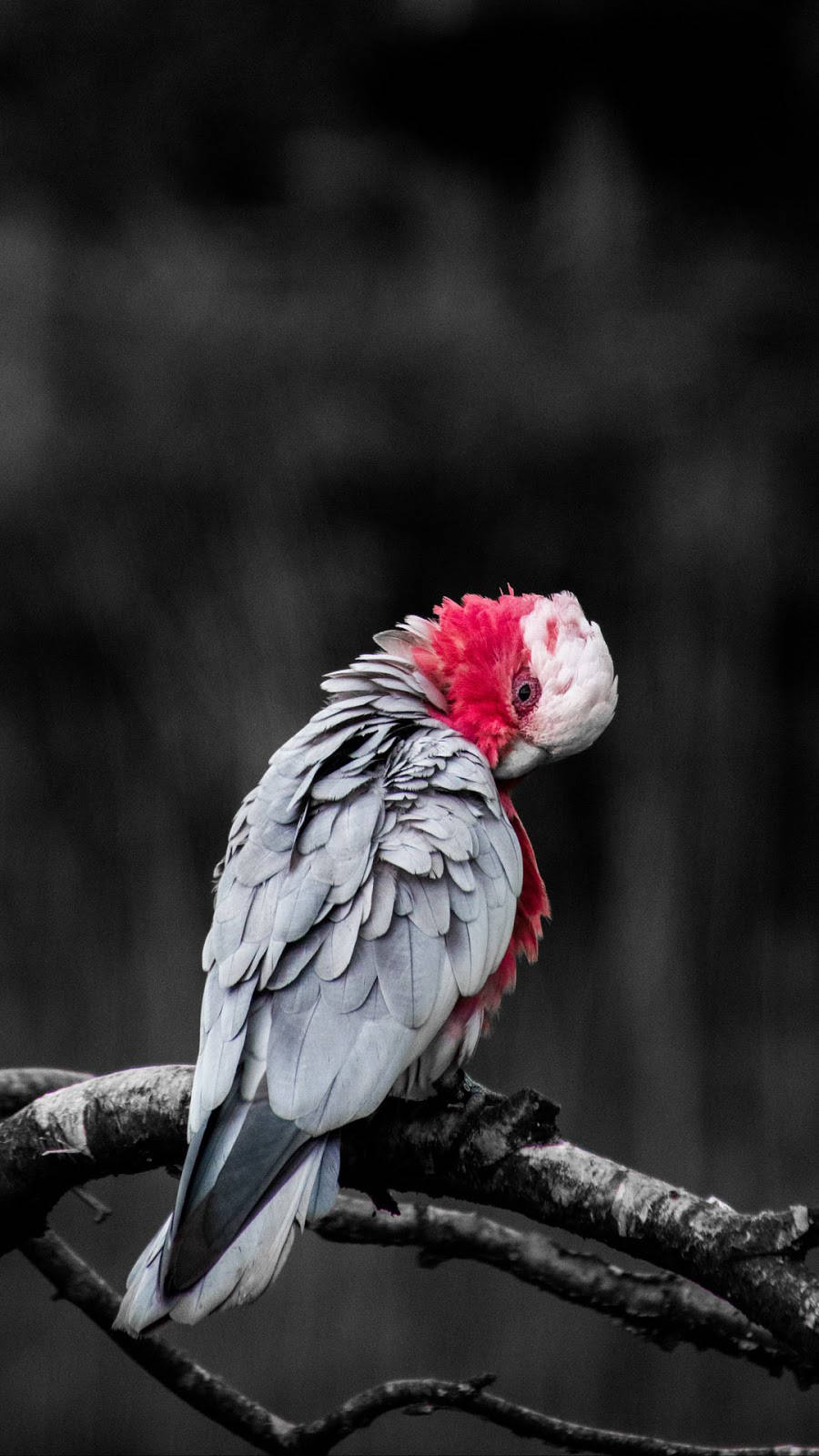 Galah Bird Animal On Twig Wallpaper