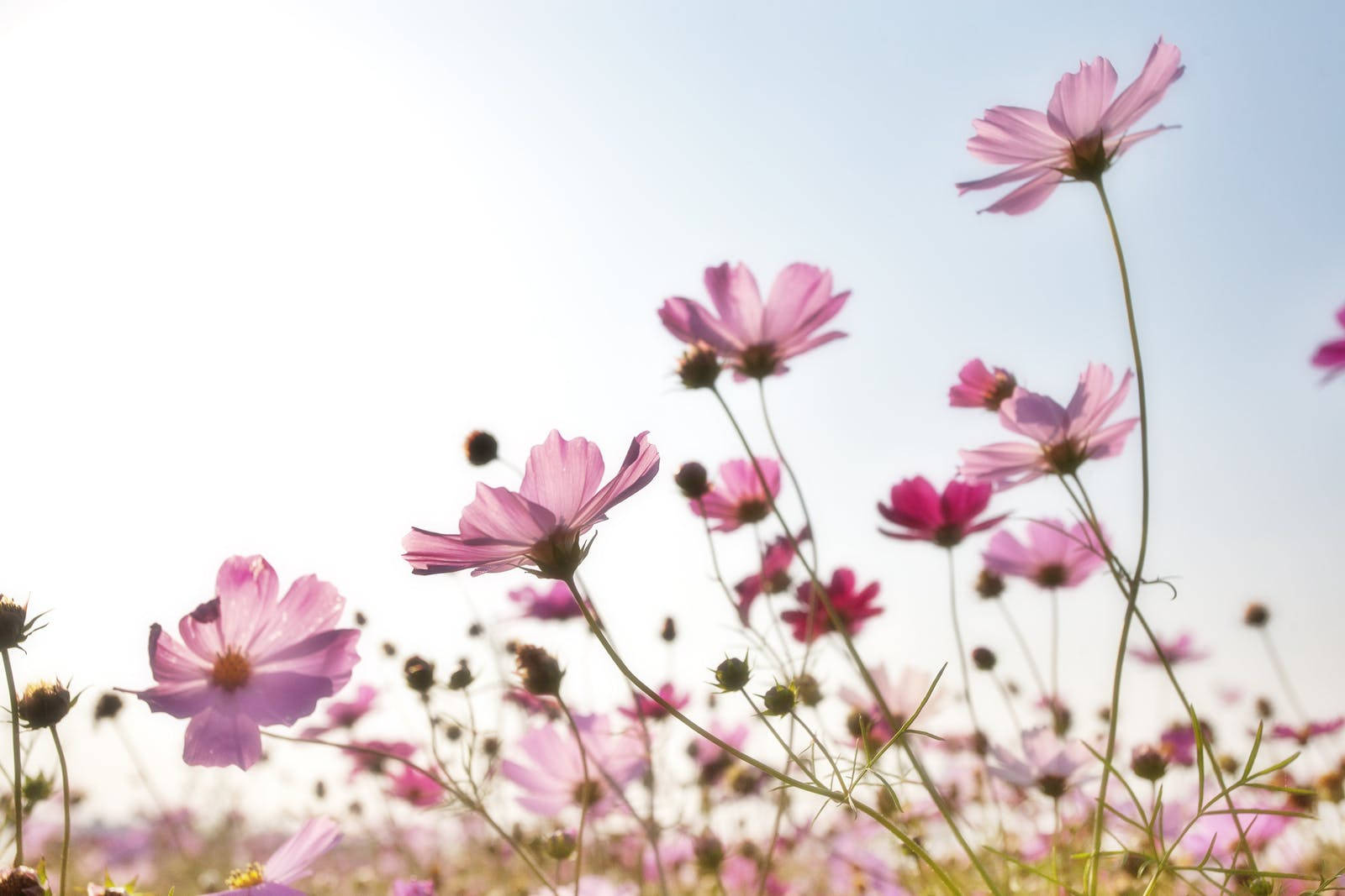 Garden Cosmos Summer Desktop Wallpaper