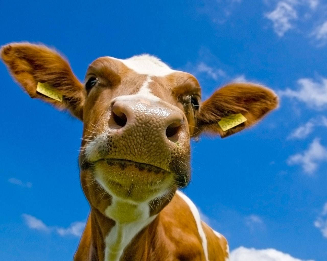 Gentle Cow Gazing Down Wallpaper