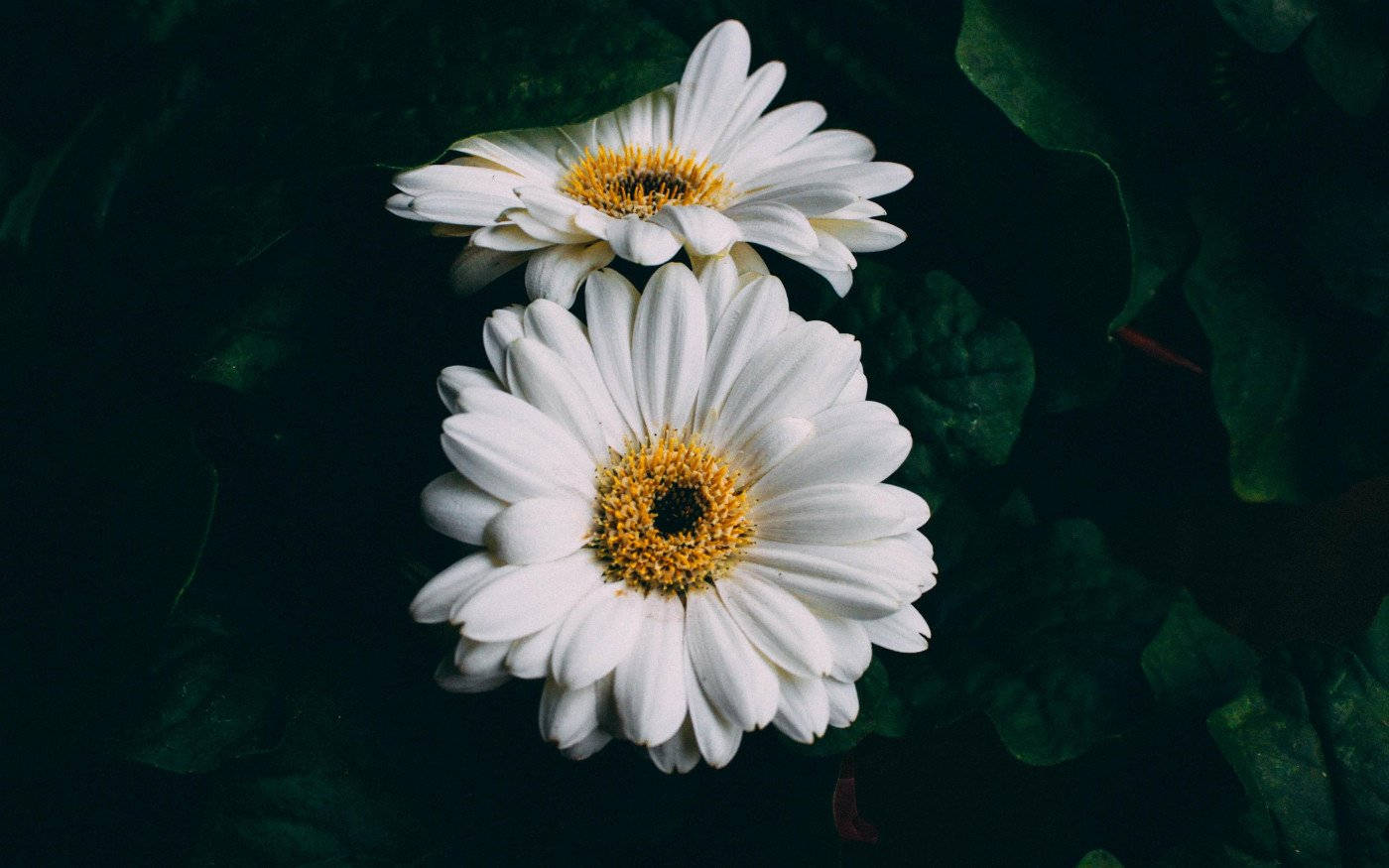 Gerbera White Flower Wallpaper