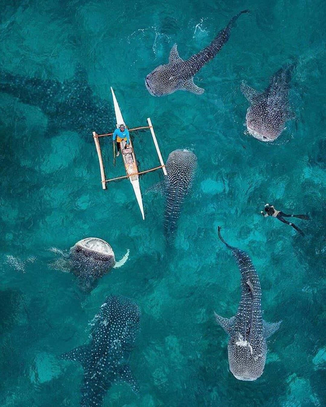 Get Ready To Own The Ocean With The Shark Iphone Wallpaper