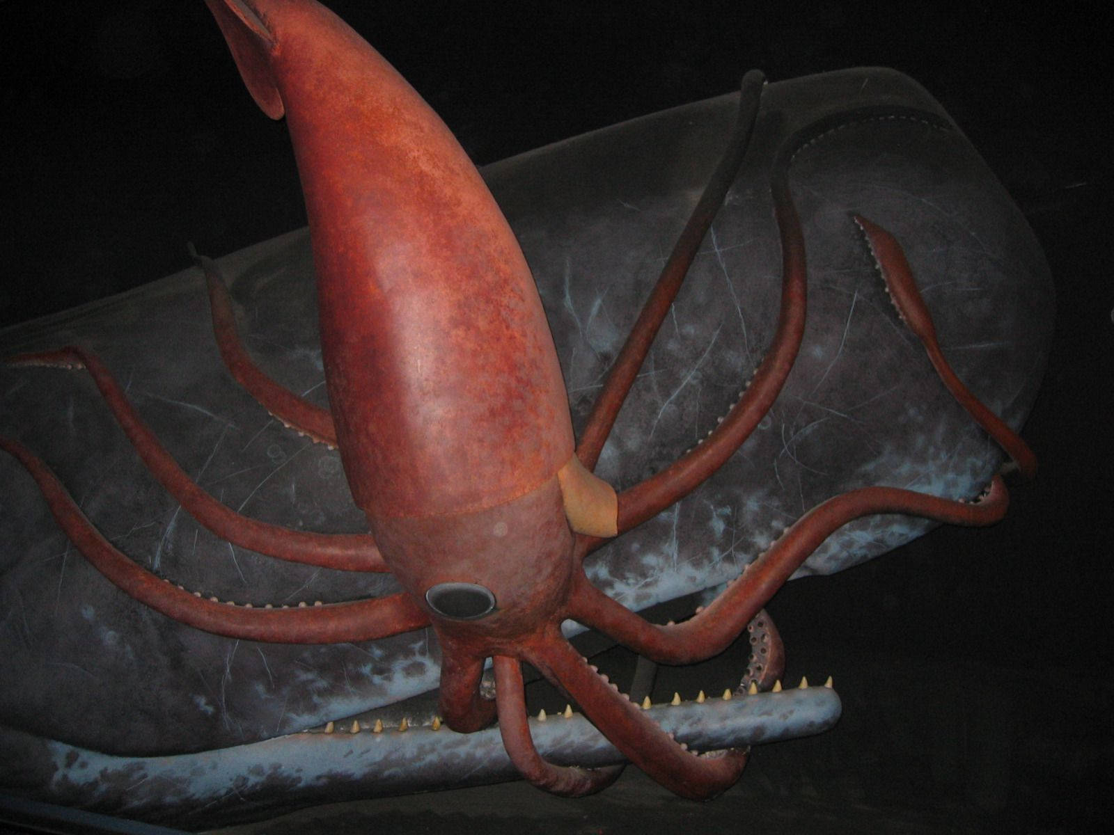 Giant Calamari Engaged In An Underwater Struggle With A Sperm Whale Wallpaper