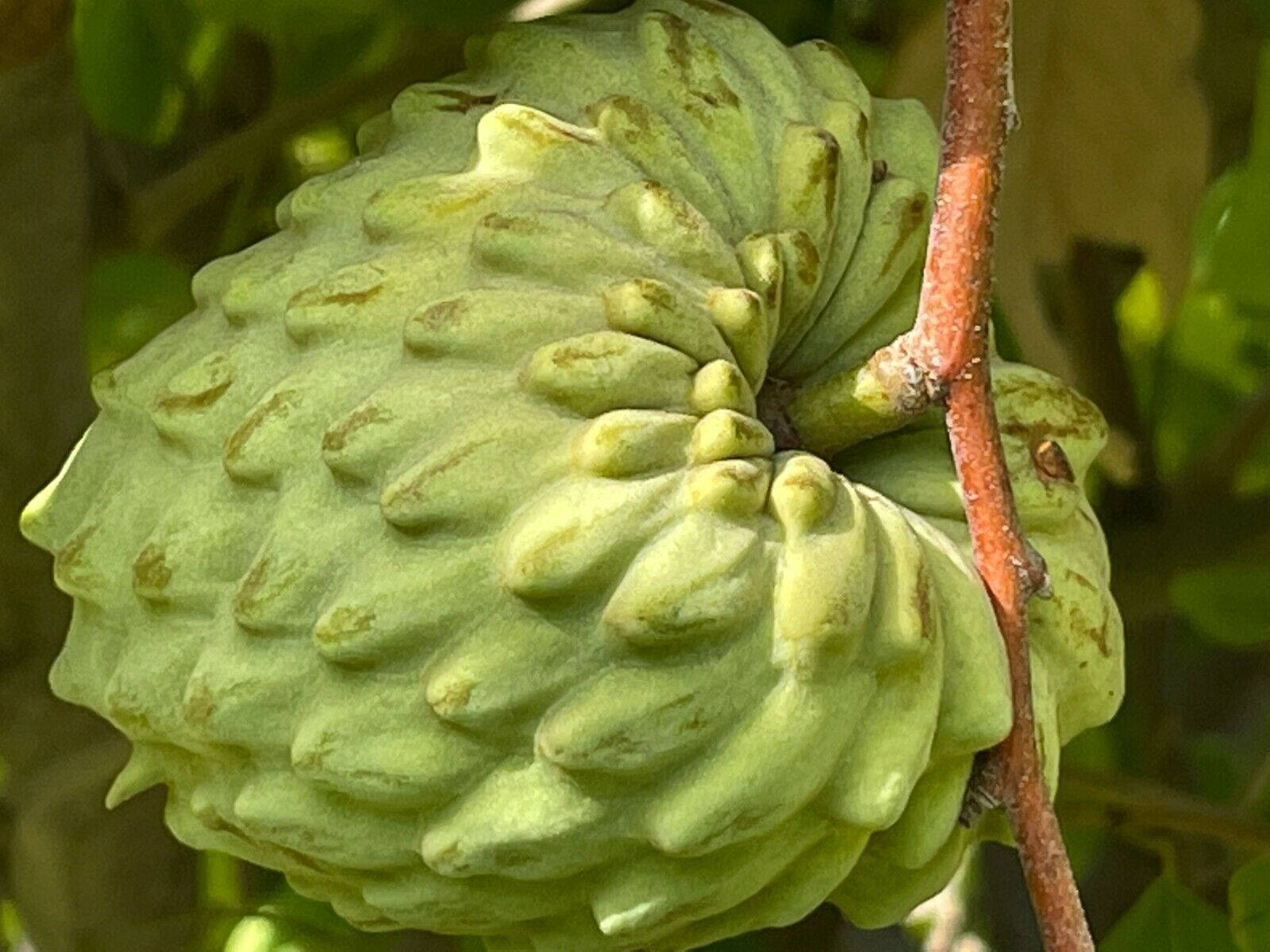 Giant Hybrid Custard Apple Wallpaper