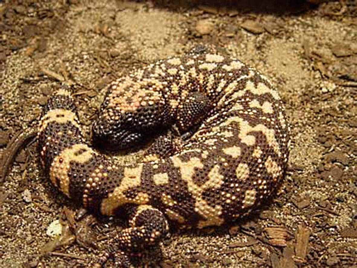 Gila Monster Curling Body On Ground Wallpaper