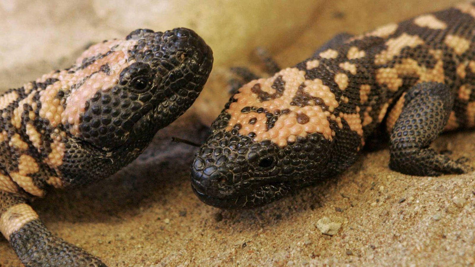 Gila Monster Cute Baby Pair Wallpaper