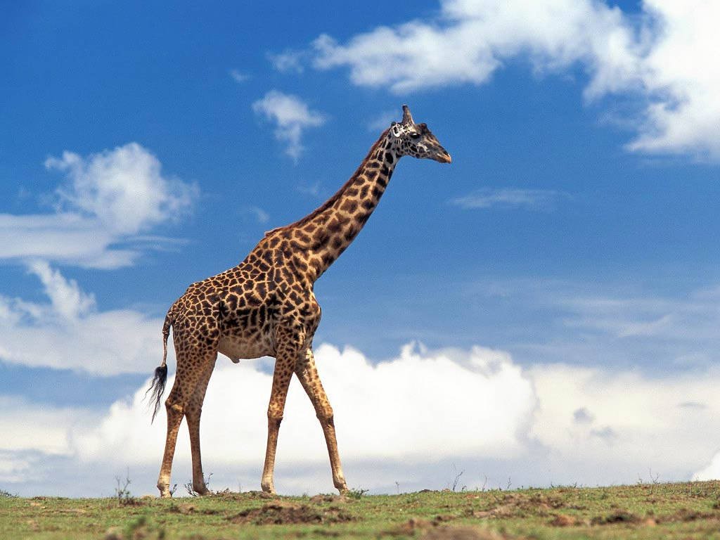 Giraffe In The Wild Wallpaper