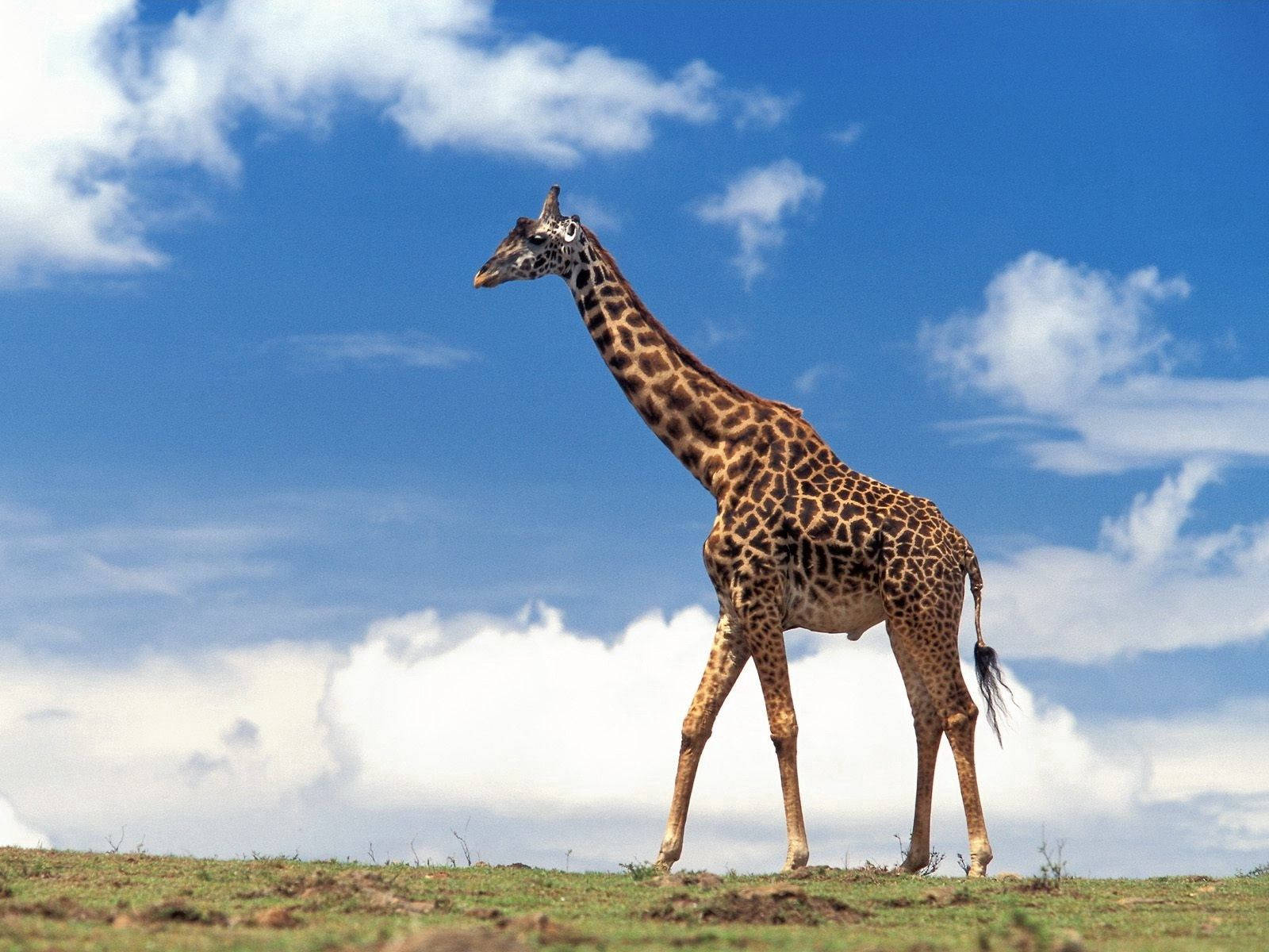 Giraffe Walking On The Grass Wallpaper