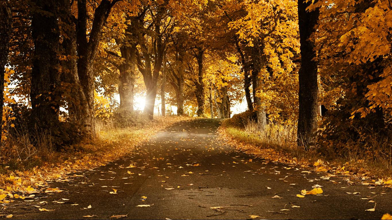 Golden Autumn Road Wallpaper