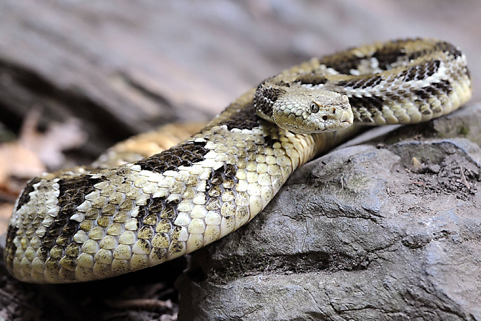 Golden Black Timber Rattler Snake Wallpaper