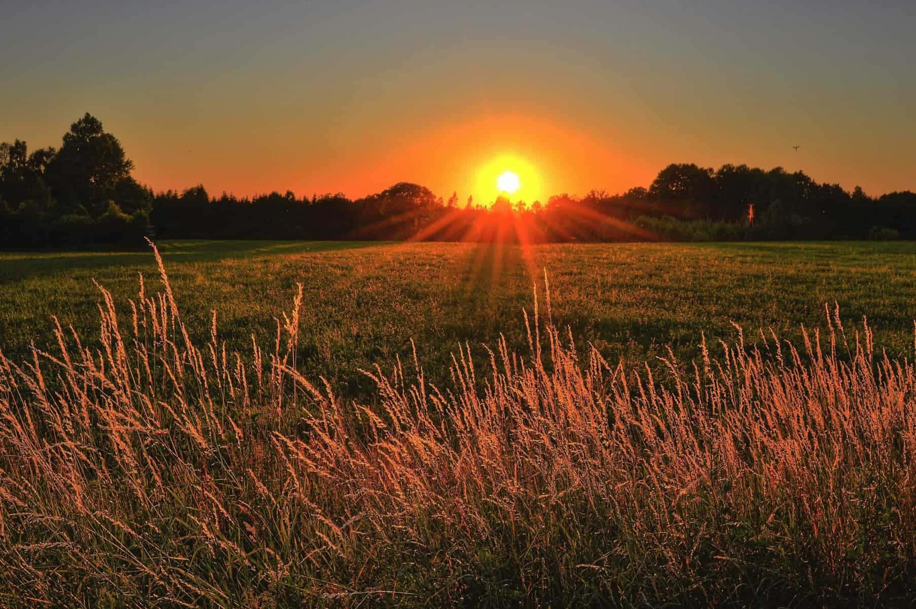 Golden Sunrise Over Field.jpg Wallpaper