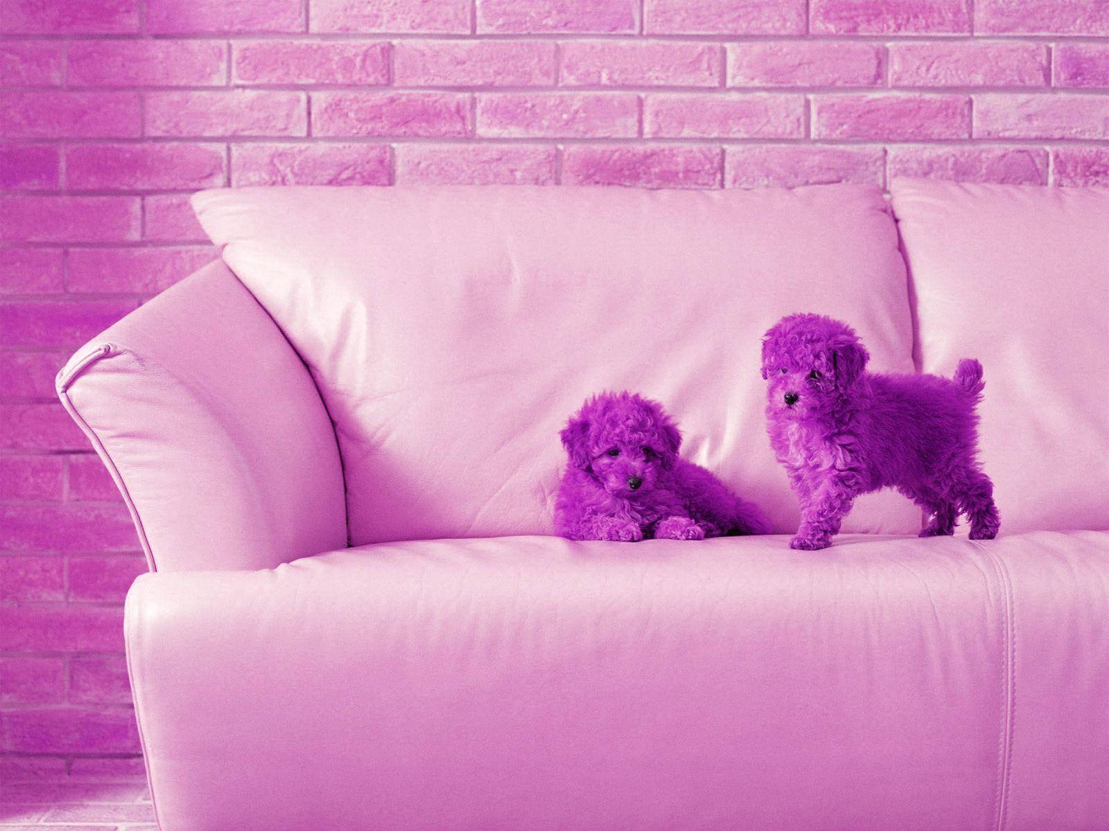 Goldendoodle Puppies Cute Computer Wallpaper