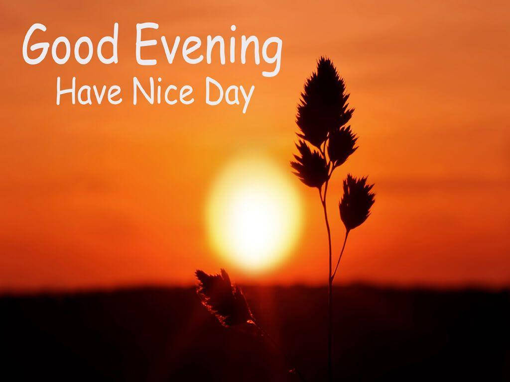 Good Evening Plant Wallpaper