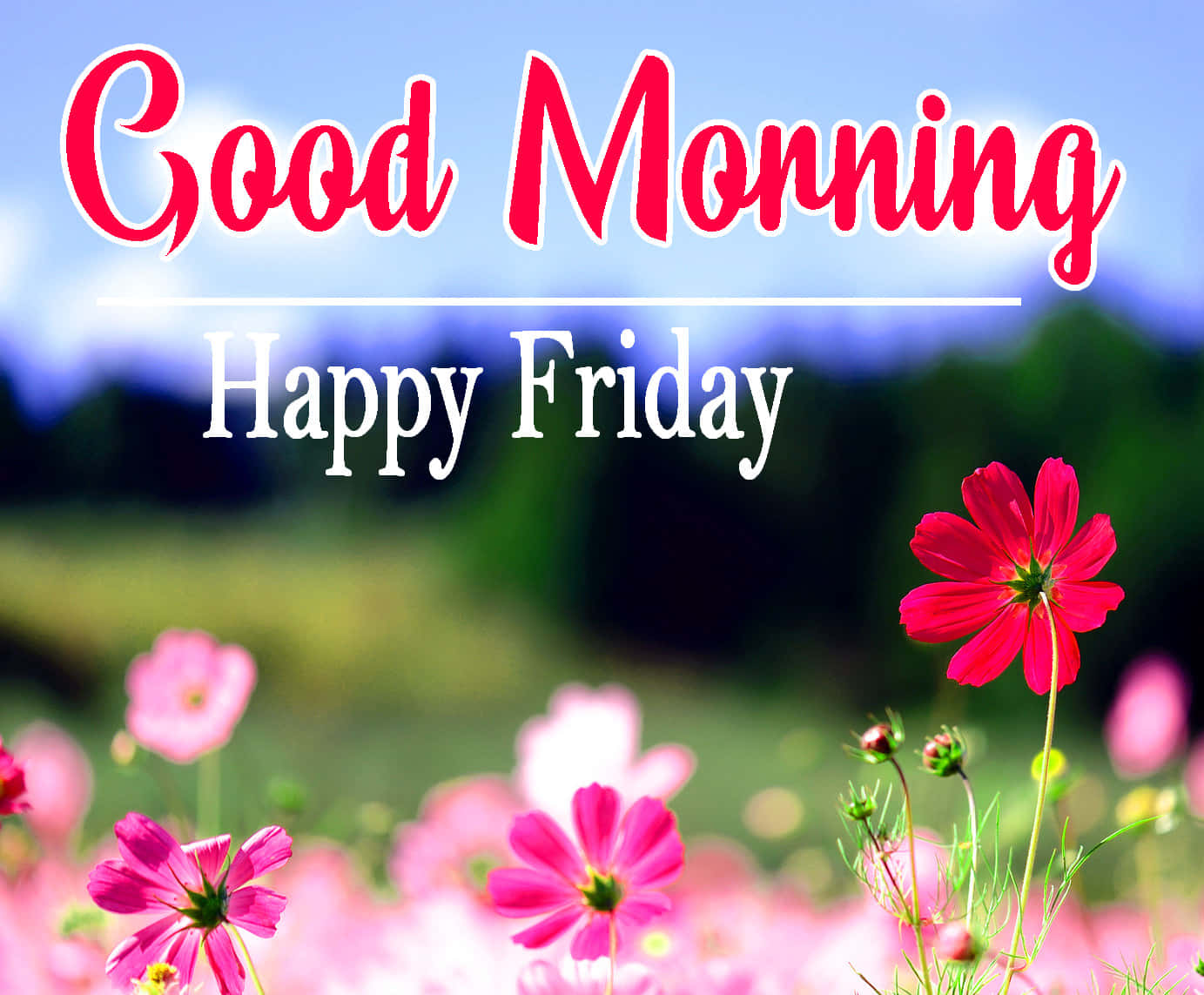 Good Morning Happy Friday Wallpaper