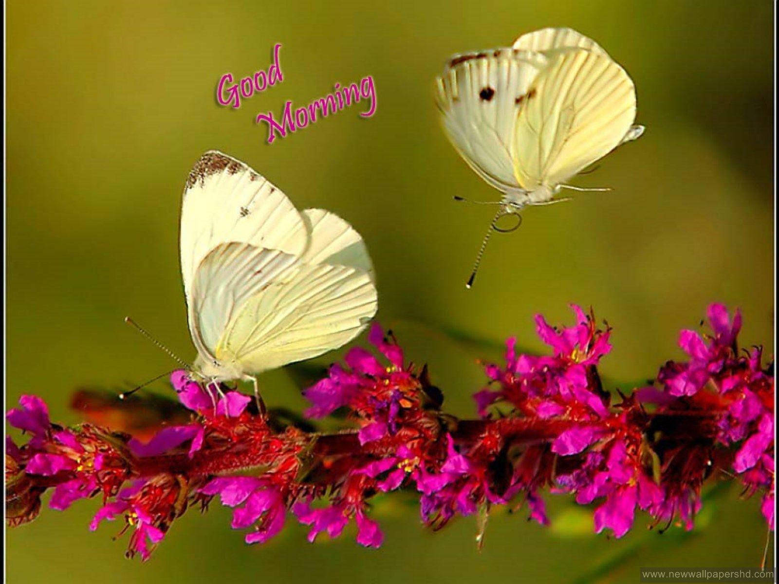 Good Morning Hd With Butterflies Wallpaper