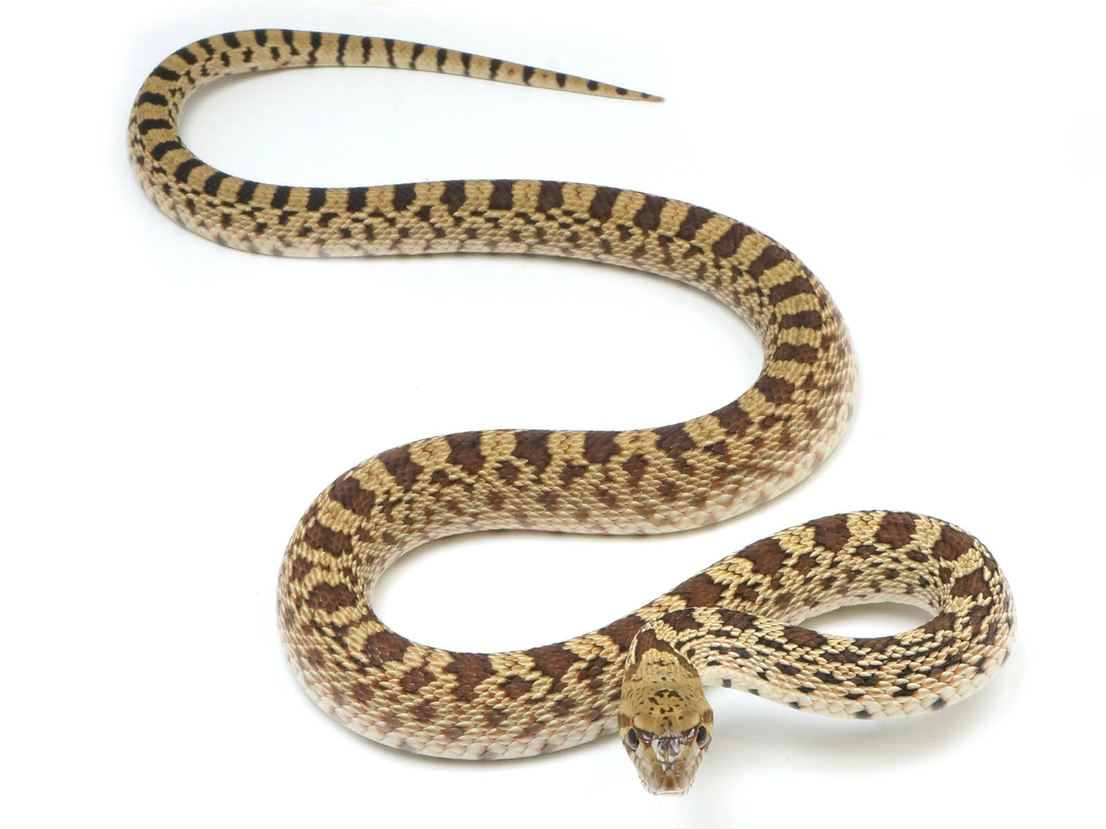 Gopher Snake Slithering On A Floor Wallpaper